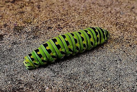 Black Swallowtail Caterpillar This is a picture of a Black Swallowtail Caterpillar at Anne Arundel Community College in Arnold, Maryland. Black Swallowtail,Fall,Geotagged,Papilio polyxenes,United States