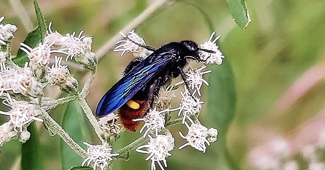 Blue Winged Wasp At Chesapeake High School This is a picture of a Blue Winged Wasp at Chesapeake High School in Pasadena, Maryland. Geotagged,Scolia dubia,Summer,United States