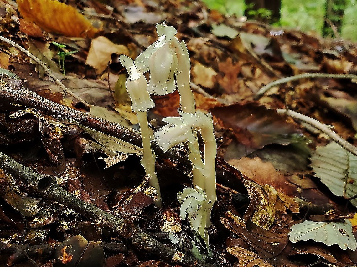 Indian Pipe At AACC This is a picture of Indian Pipe on the grounds of Anne Arundel Community College in Arnold, Maryland. Fall,Geotagged,Ghost Pipes,Monotropa uniflora,United States