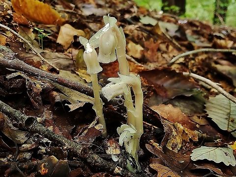 Indian Pipe At AACC This is a picture of Indian Pipe on the grounds of Anne Arundel Community College in Arnold, Maryland. Fall,Geotagged,Ghost Pipes,Monotropa uniflora,United States