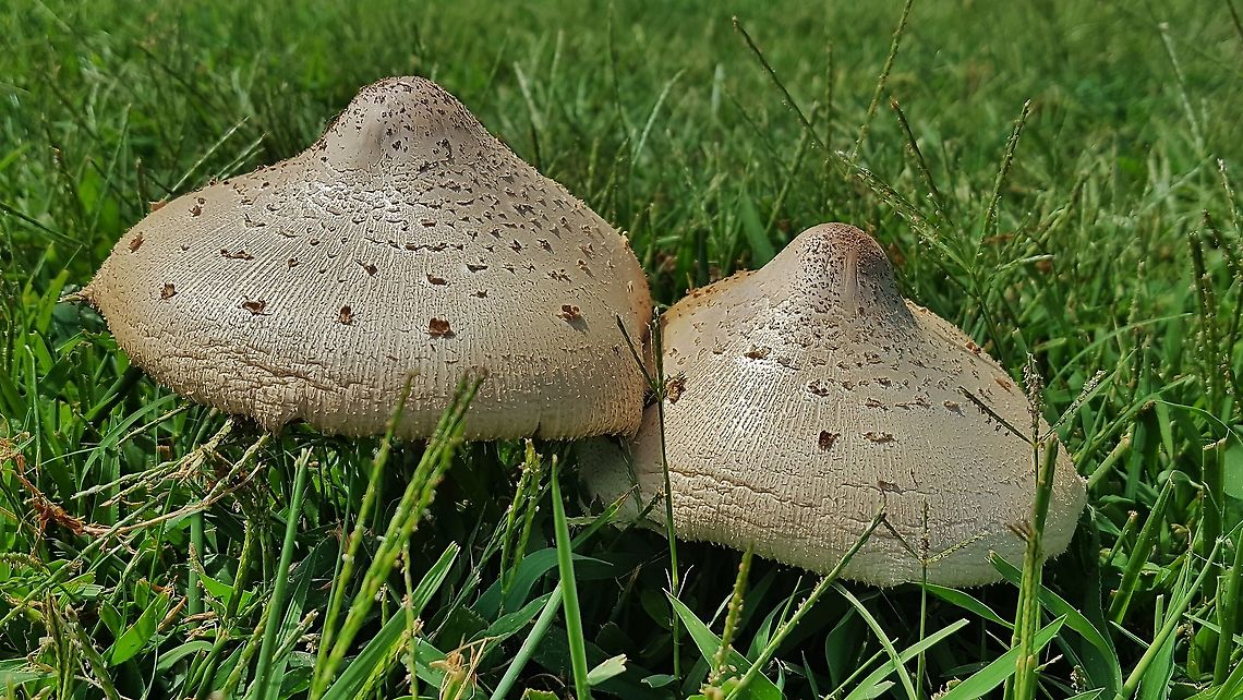 Green Spored Parasol At AACC This is a picture of a Green Spored Parasol on the grounds of Anne Arundel Community College in Arnold, Maryland. Chlorophyllum molybdites,Geotagged,Green-spored parasol,Summer,United States