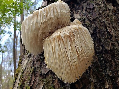 Lion Mane Mushroom At Merkle Wildlife Sanctuary This is a picture of Hericium erinaceus at the Merkle Wildlife Sanctuary in Upper Marlboro, Maryland. Fall,Geotagged,Hericium erinaceus,Lion's-mane Mushroom,United States