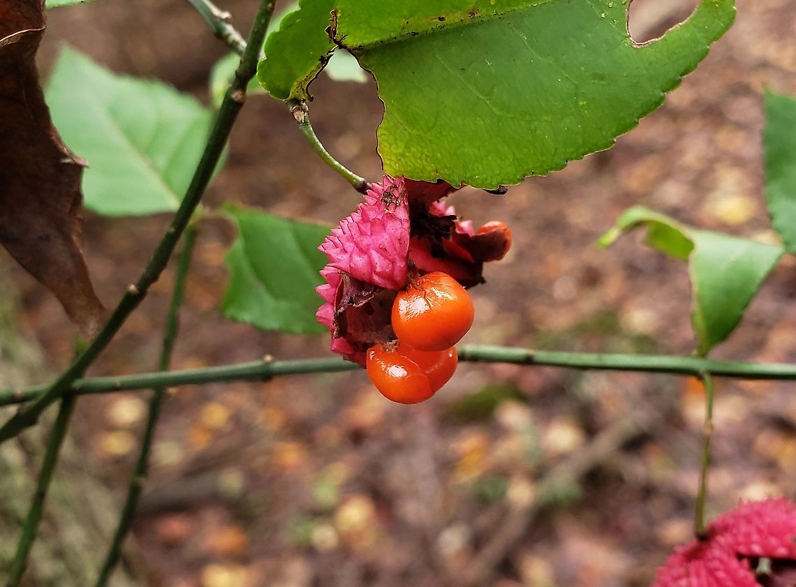 Strawberry Bush Fruit This is a picture of the fruit of a Euonymus americanus at the Merkle Wildlife Sanctuary in Upper Marlboro, Maryland. Euonymus americanus,Fall,Geotagged,Hearts-A-Bustin',United States