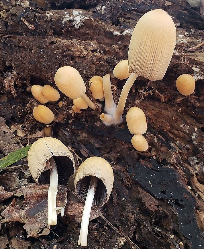 Coprinellus micaceus At Jug Bay This is a picture of  Coprinellus micaceus at the Jug Bay Natural Area in Upper Marlboro, Maryland. Coprinellus micaceus,Fall,Geotagged,United States