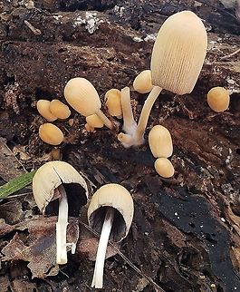 Coprinellus micaceus At Jug Bay This is a picture of  Coprinellus micaceus at the Jug Bay Natural Area in Upper Marlboro, Maryland. Coprinellus micaceus,Fall,Geotagged,United States