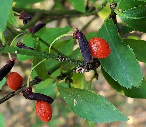 Euonymus alatus At Jug Bay This is a picture of a Euonymus alatus at the Jug Bay Natural Area in Upper Marlboro, Maryland. Burning bush,Dictamnus albus,Euonymus alatus,Fall,Geotagged,United States,Winged spindle