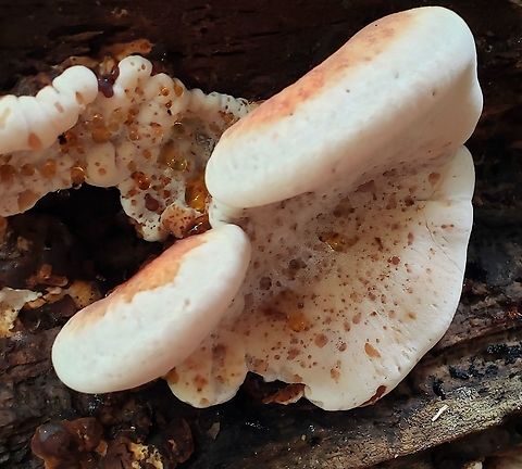 Resinous Polypore At Merkle Wildlife Sanctuary This is a picture of a Resinous Polypore at the Merkle Wildlife Sanctuary in Upper Marlboro, Maryland. Fall,Geotagged,Ischnoderma resinosum,United States