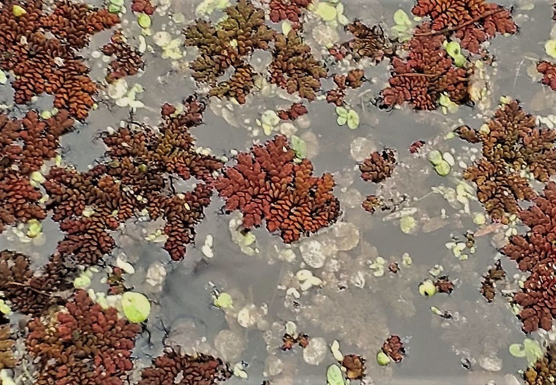 Carolina Mosquitofern At Governor Bridge This is a picture of Azolla caroliniana in one of the ponds at the Governor Bridge Natural Area in Bowie, Maryland. Azolla cristata,Fall,Geotagged,United States