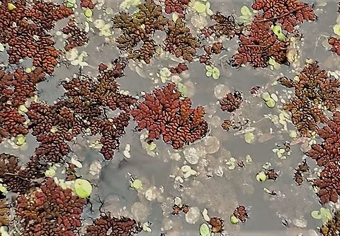 Carolina Mosquitofern At Governor Bridge This is a picture of Azolla caroliniana in one of the ponds at the Governor Bridge Natural Area in Bowie, Maryland. Azolla cristata,Fall,Geotagged,United States