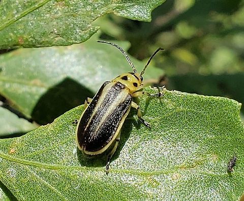Groundselbush Beetle At Quiet Waters Park This is a picture of an adult Trirhabda bacharidis at Quiet Waters Park near Annapolis, Maryland. Geotagged,Summer,Trirhabda bacharidis,United States