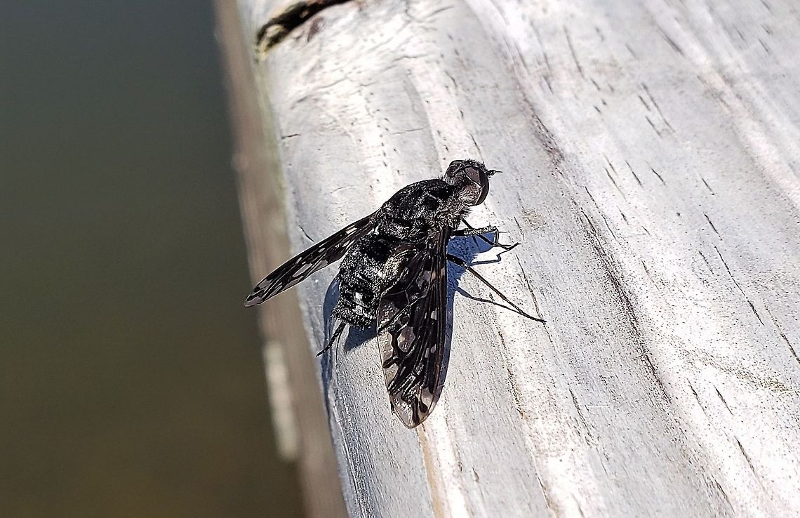 Tiger Bee Fly At Quiet Waters Park This is a picture of a Xenox tigrinus at Quiet Waters Park near Annapolis, Maryland. Geotagged,Summer,Tiger bee fly,United States,Xenox tigrinus