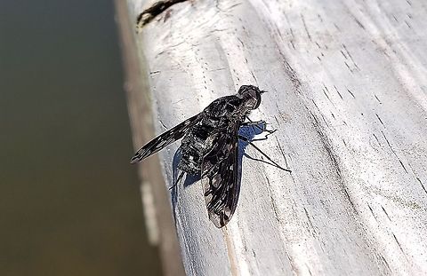 Tiger Bee Fly At Quiet Waters Park This is a picture of a Xenox tigrinus at Quiet Waters Park near Annapolis, Maryland. Geotagged,Summer,Tiger bee fly,United States,Xenox tigrinus