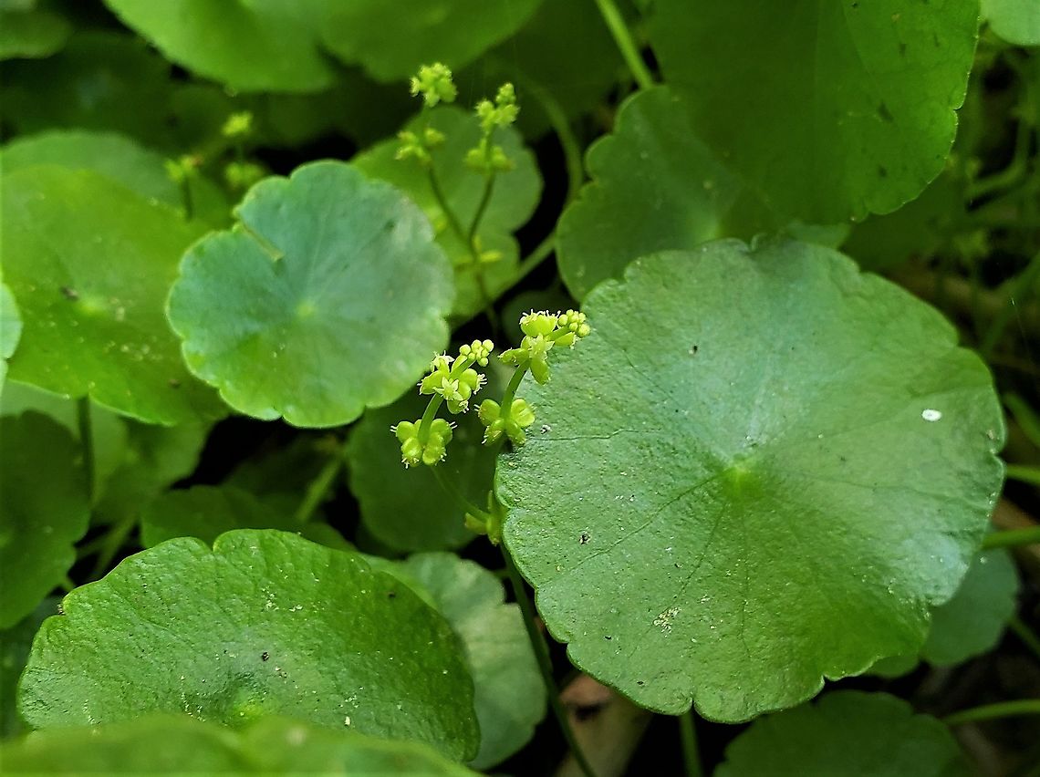 Hydrocotyle verticillata At Quiet Waters Park This is a picture of Hydrocotyle verticillata at Quiet Waters Park near Annapolis, Maryland. Geotagged,Hydrocotyle verticillata,Summer,United States