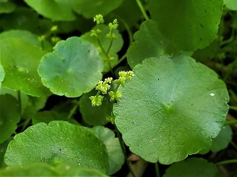 Hydrocotyle verticillata At Quiet Waters Park This is a picture of Hydrocotyle verticillata at Quiet Waters Park near Annapolis, Maryland. Geotagged,Hydrocotyle verticillata,Summer,United States