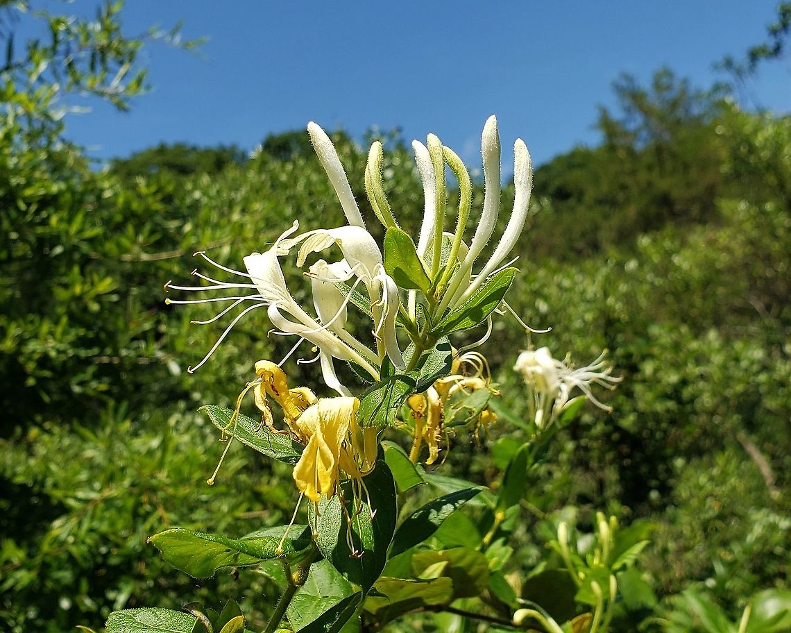 Japanese Honeysuckle at Quiet Waters Park This is a picture of Japanese Honeysuckle at Quiet Waters Park near Annapolis, Maryland. Geotagged,Japanese Honeysuckle,Lonicera japonica,Summer,United States