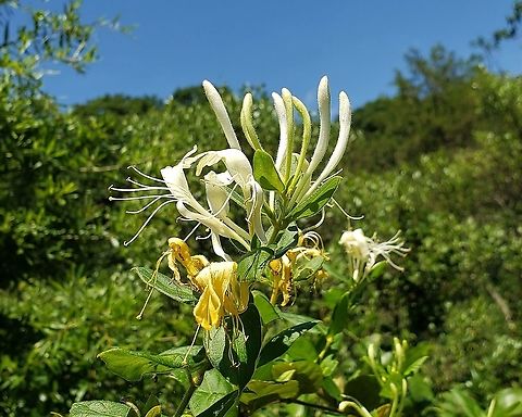 Japanese Honeysuckle at Quiet Waters Park This is a picture of Japanese Honeysuckle at Quiet Waters Park near Annapolis, Maryland. Geotagged,Japanese Honeysuckle,Lonicera japonica,Summer,United States