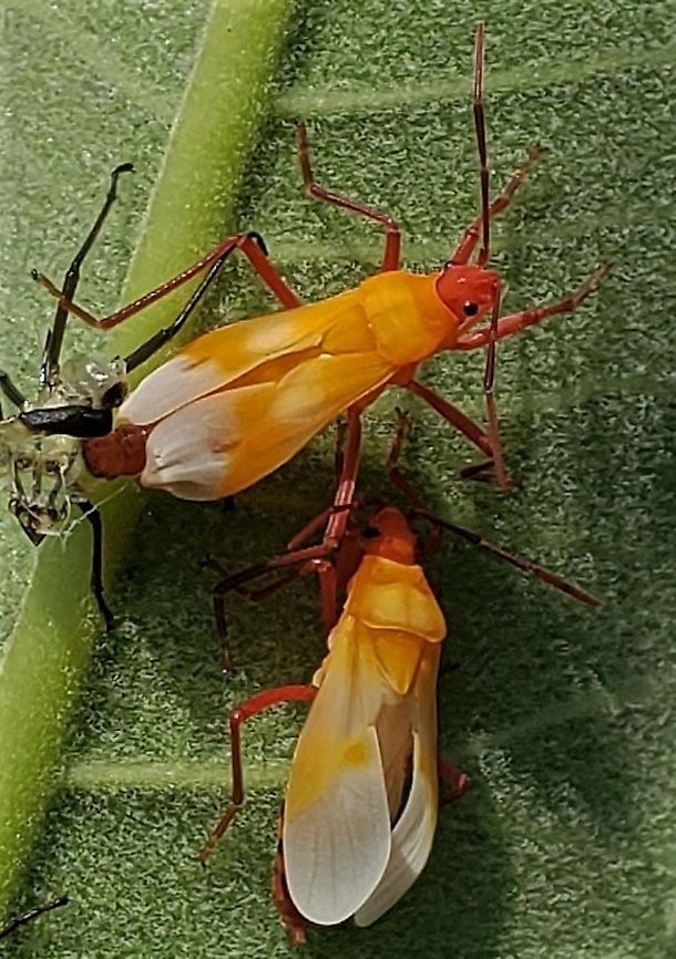 Large Milkweed Bugs At Greenbury Point This is a picture of Large Milkweed Bugs at Greenbury Point near Annapolis, Maryland. Geotagged,Large milkweed bug,Oncopeltus fasciatus,Summer,United States