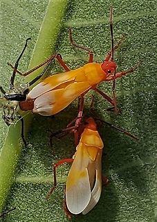 Large Milkweed Bugs At Greenbury Point This is a picture of Large Milkweed Bugs at Greenbury Point near Annapolis, Maryland. Geotagged,Large milkweed bug,Oncopeltus fasciatus,Summer,United States