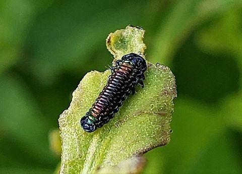 Trirhabda bacharidis Larvae At Fort Armistead This is a picture of Trirhabda bacharidis Larvae at Fort Armistead Park in Baltimore City, Maryland. Geotagged,Spring,Trirhabda bacharidis,United States