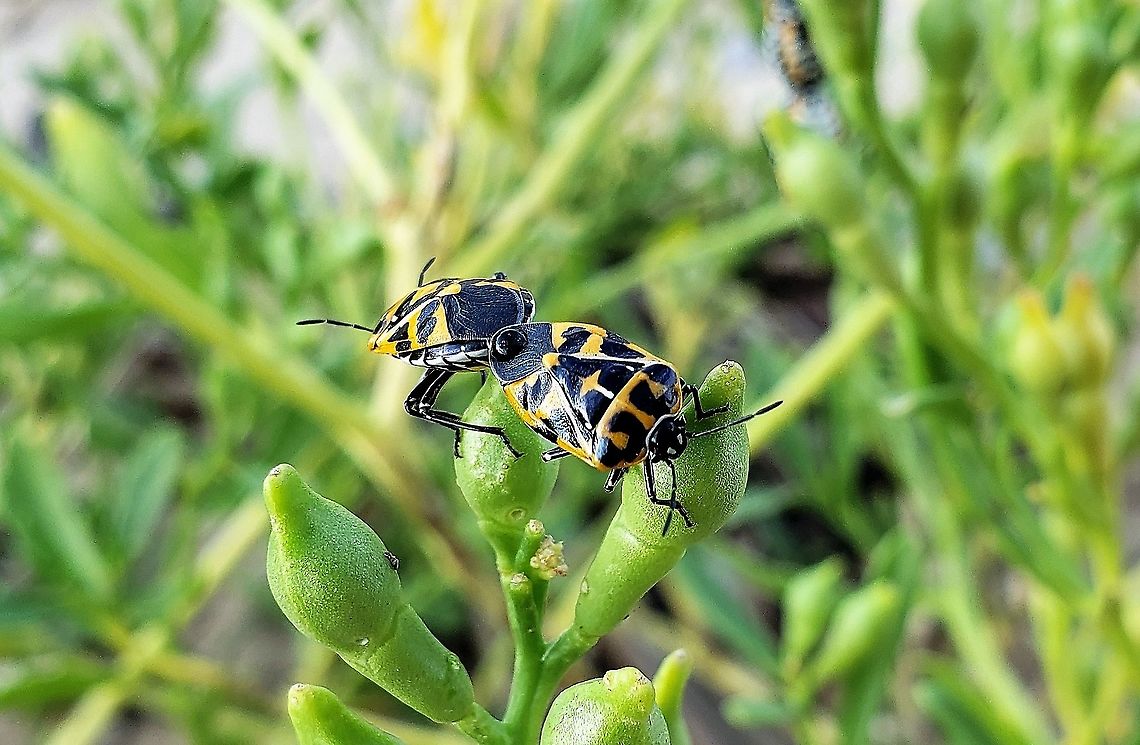 Harlequin Bugs At Fort Smallwood This is a picture of Murgantia histrionica at Fort Smallwood Park in Pasadena, Maryland. Geotagged,Harlequin cabbage bug,Murgantia histrionica,Summer,United States