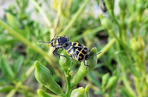 Harlequin Bugs At Fort Smallwood This is a picture of Murgantia histrionica at Fort Smallwood Park in Pasadena, Maryland. Geotagged,Harlequin cabbage bug,Murgantia histrionica,Summer,United States