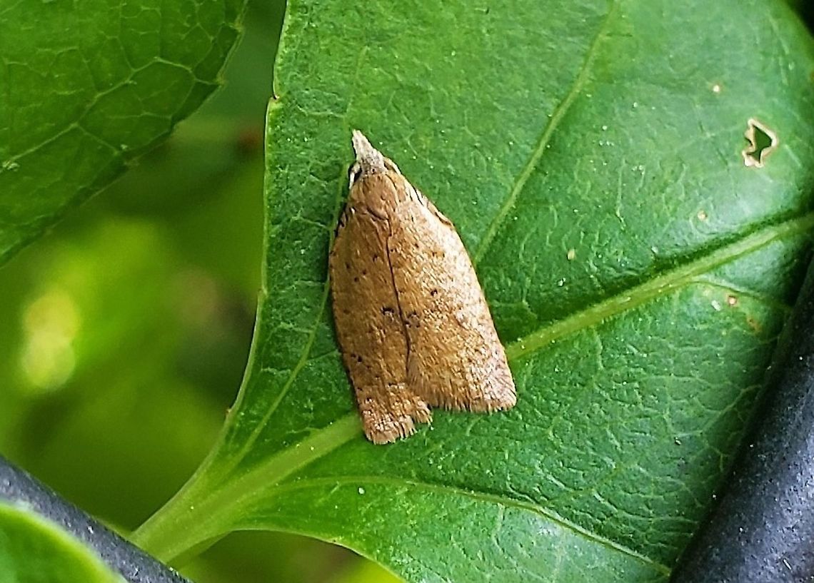 Sparganothoides lentiginosana At Fort Smallwood This is a picture of Sparganothoides lentiginosana at Fort Smallwood Park in Pasadena, Maryland. Geotagged,Sparganothoides lentiginosana,Spring,United States
