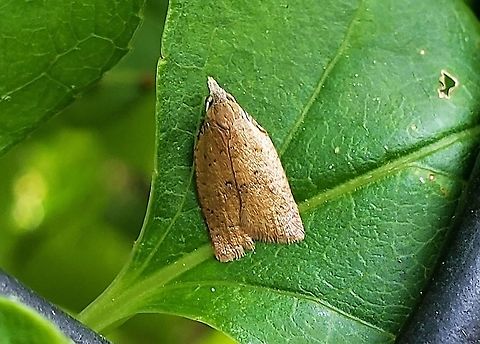 Sparganothoides lentiginosana At Fort Smallwood This is a picture of Sparganothoides lentiginosana at Fort Smallwood Park in Pasadena, Maryland. Geotagged,Sparganothoides lentiginosana,Spring,United States