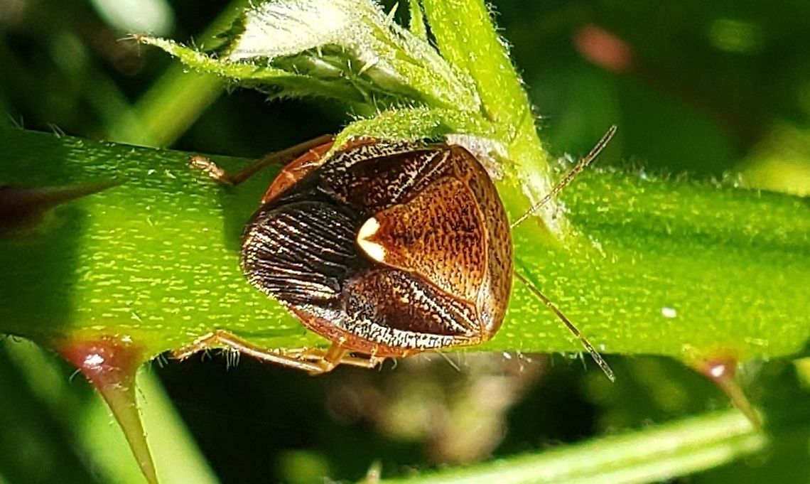 Edessa florida This is a picture of a Edessa florida at Fort Armistead Park in Baltimore City, Maryland. Edessa florida,Geotagged,Spring,United States