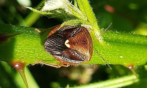 Edessa florida This is a picture of a Edessa florida at Fort Armistead Park in Baltimore City, Maryland. Edessa florida,Geotagged,Spring,United States
