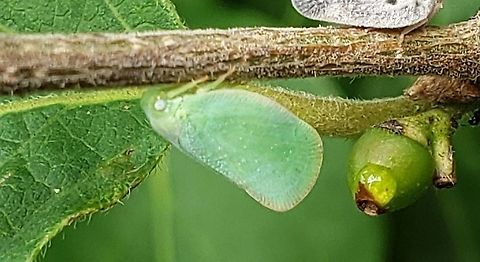 Ormenoides venusta At Fort Armistead This is a picture of a Ormenoides venusta at Fort Armistead Park in Baltimore City, Maryland. Geotagged,Ormenoides venusta,Summer,United States