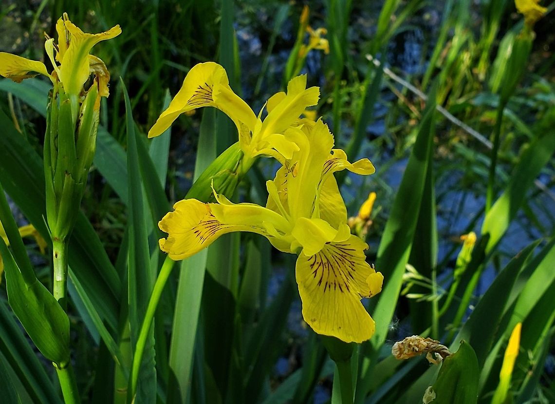 Yellow Iris At Greenbury Point This is a picture of Iris pseudacorus at Greenbury Point near Annapolis, Maryland. Geotagged,Iris pseudacorus,Spring,United States,Yellow flag