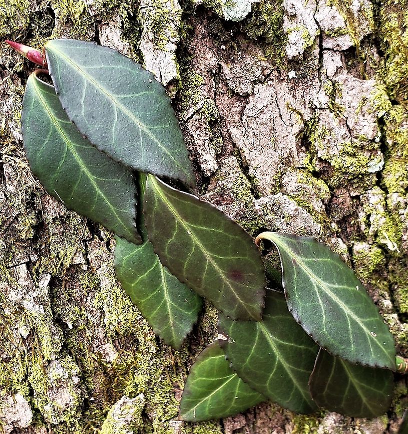 Winter Creeper At Patapsco This is a picture of Winter Creeper at Patapsco Valley State Park in Catonsville, Maryland. Euonymus fortunei,Fortune's Spindle,Geotagged,United States,Winter