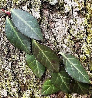 Winter Creeper At Patapsco This is a picture of Winter Creeper at Patapsco Valley State Park in Catonsville, Maryland. Euonymus fortunei,Fortune's Spindle,Geotagged,United States,Winter
