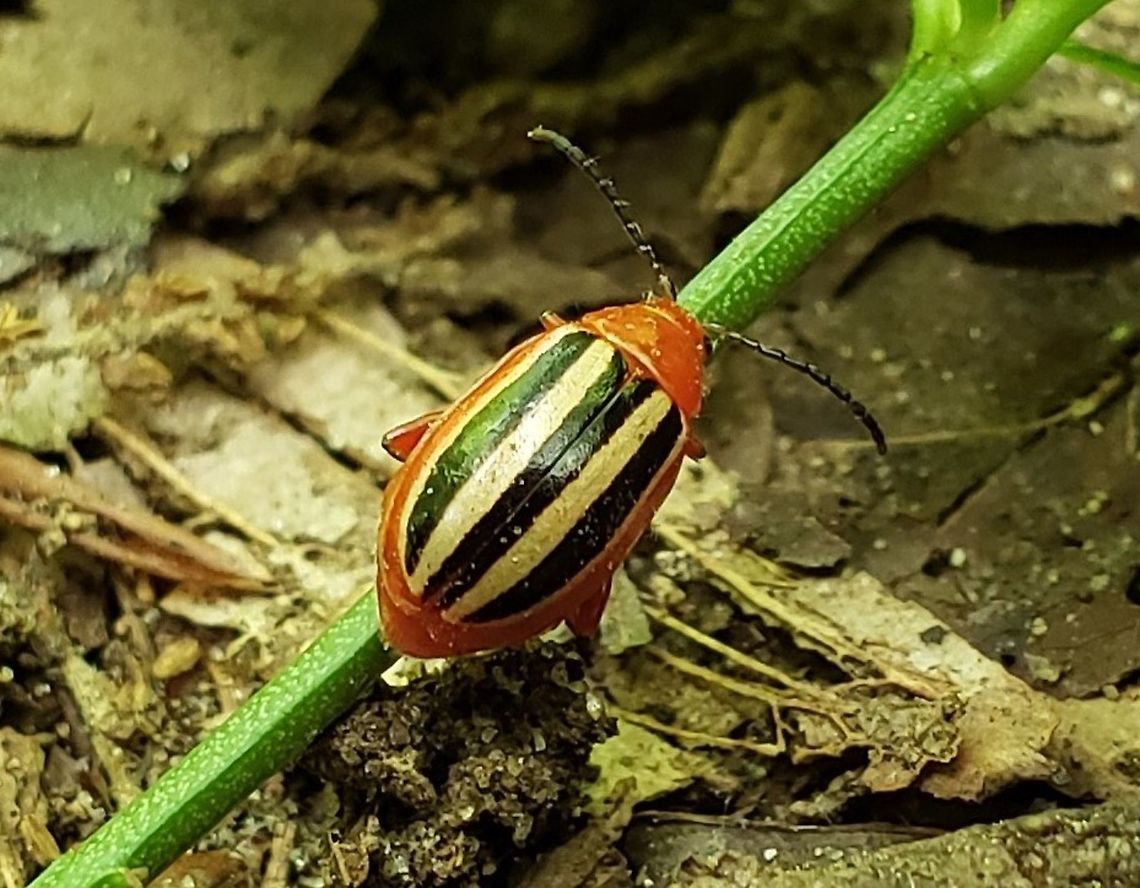 Disonycha discoidea At Bacon Ridge This is a picture of a Disonycha discoidea at the Bacon Ridge Natural Area in Crownsville, Maryland. Disonycha discoidea,Geotagged,Spring,United States