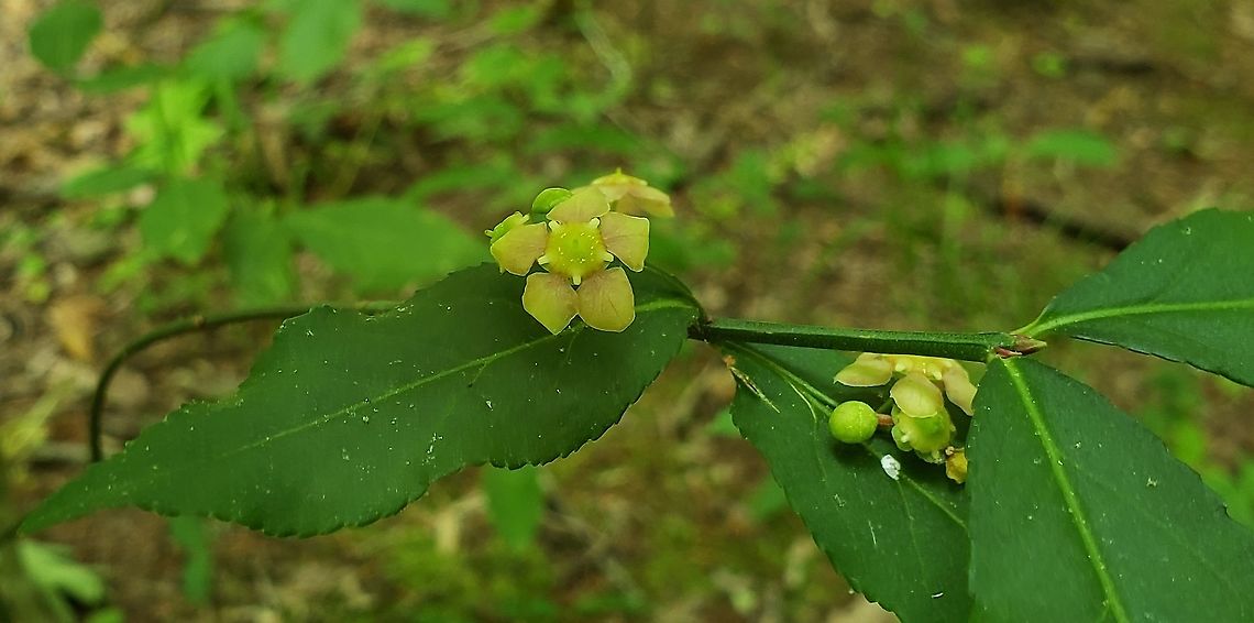 Strawberry Bush Flower This is a picture of a Euonymus americanus at the Bacon Ridge Natural Area in Crownsville, Maryland. Euonymus americanus,Geotagged,Hearts-A-Bustin',Spring,United States