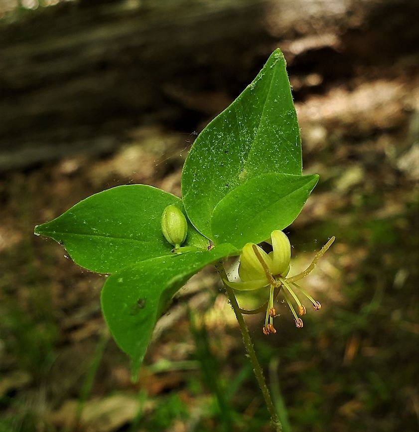 Indian Cucumber At Bacon Ridge This is a picture of Indian Cucumber at the Bacon Ridge Natural Area in Crownsville, Maryland. Geotagged,Indian cucumber-root,Medeola virginiana,Spring,United States