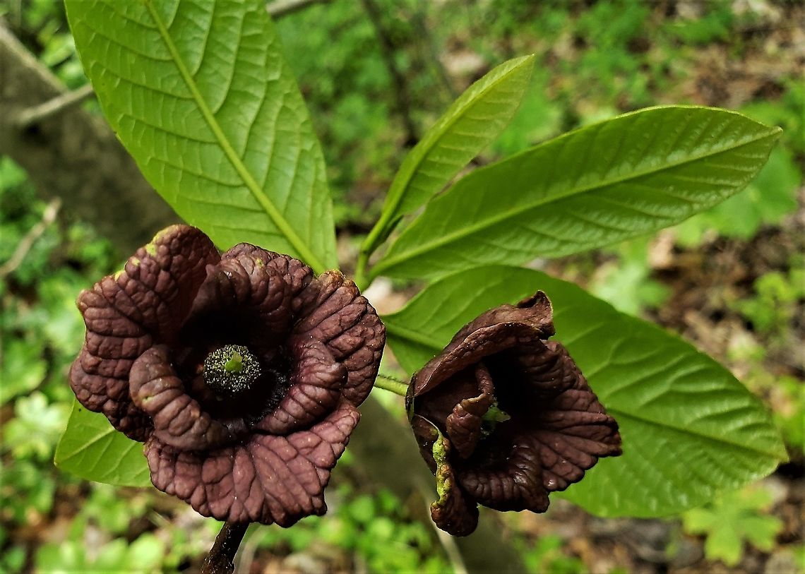 Pawpaw At Governor Bridge This is a picture of Asimina triloba at the Governor Bridge Natural Area in Bowie, Maryland. Asimina triloba,Geotagged,Spring,United States