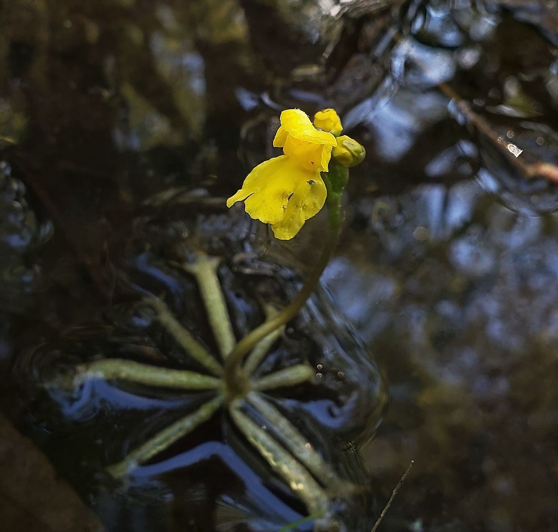 Swollen Bladderwort At Governor Bridge This is a picture of Utricularia inflata at the Governor Bridge Natural Area in Bowie, Maryland.<br />
 Geotagged,Spring,United States,Utricularia inflata