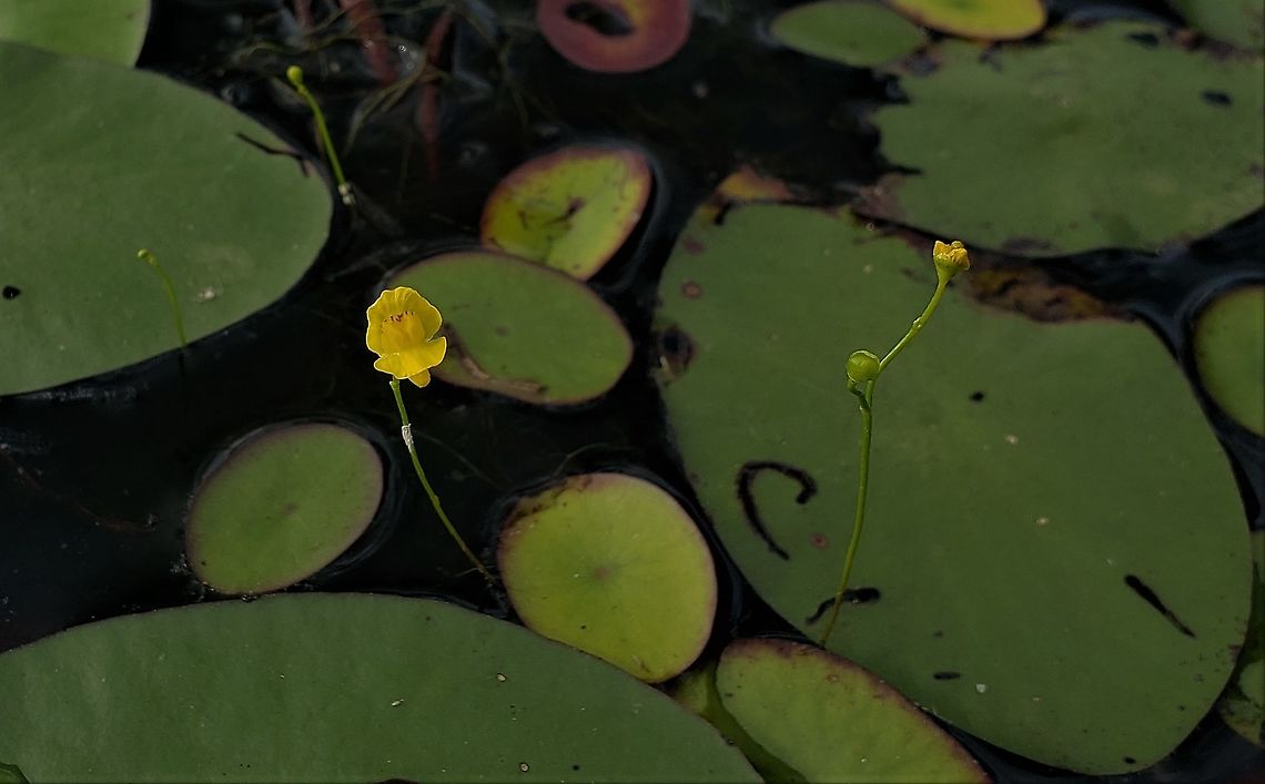 Humped Bladderwort At South Tract This is a picture of Humped Bladderwort on the South Tract of the Patuxent Research Refuge near Laurel, Maryland. Geotagged,Summer,United States,Utricularia gibba
