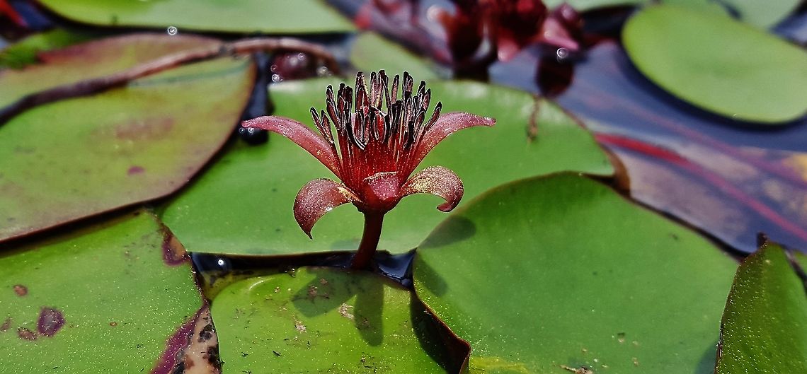 Watershield At South Tract This is a picture of Brasenia schreberi on the South Tract of the Patuxent Research Refuge near Laurel, Maryland.<br />
 Brasenia schreberi,Geotagged,Spring,United States,Watershield