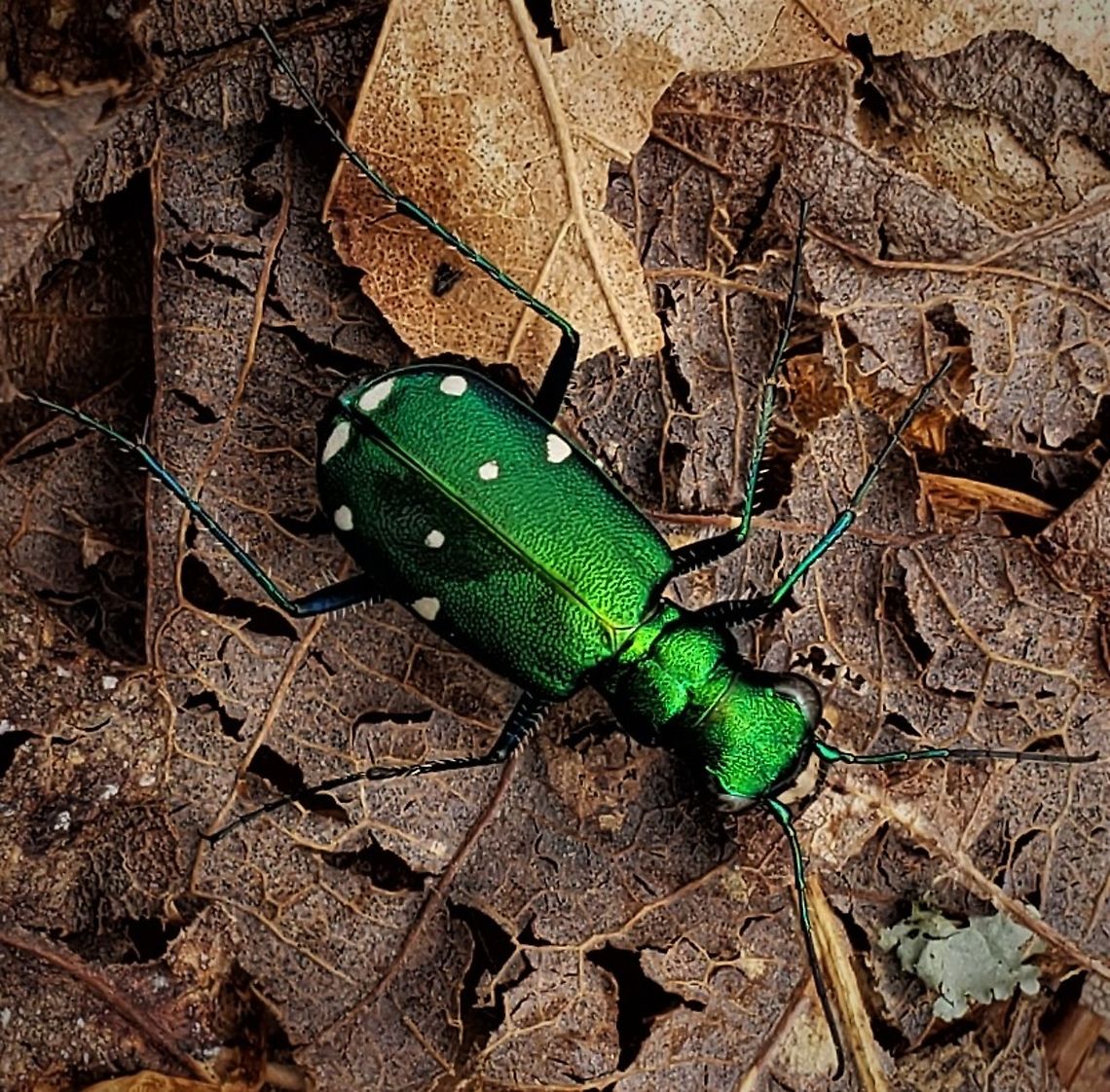 Six Spotted Tiger Beetle At North Tract This is a picture of a Cicindela sexguttata on the North Tract of the Patuxent Research Refuge near Fort Meade, Maryland. Cicindela sexguttata,Geotagged,Spring,United States