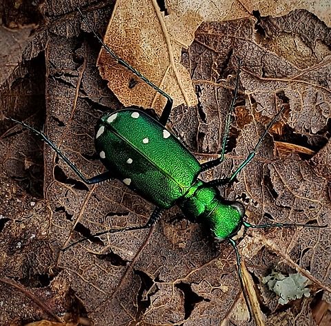 Six Spotted Tiger Beetle At North Tract This is a picture of a Cicindela sexguttata on the North Tract of the Patuxent Research Refuge near Fort Meade, Maryland. Cicindela sexguttata,Geotagged,Spring,United States