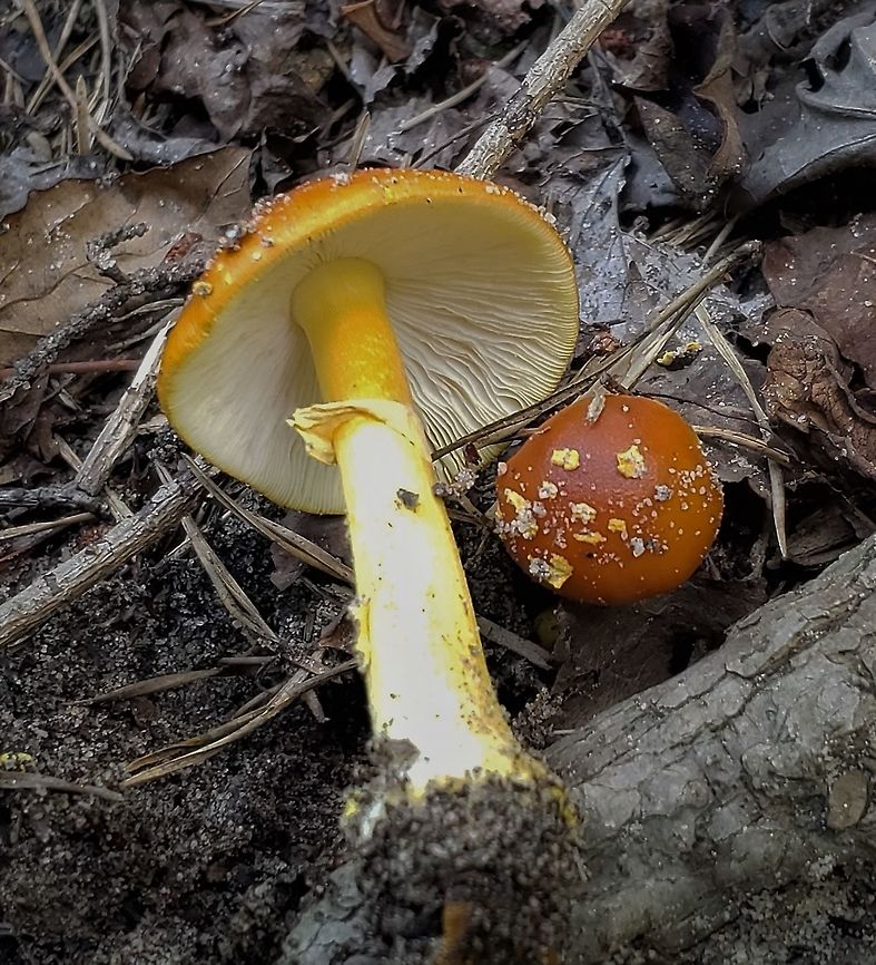 Orange Amanita Mushroom This is a picture of an Amanita Flavoconia in the woods between Queenstown Park and Maryland Route 100 in Severn, Maryland. Amanita flavoconia,Geotagged,Summer,United States,Yellow-dust Amanita