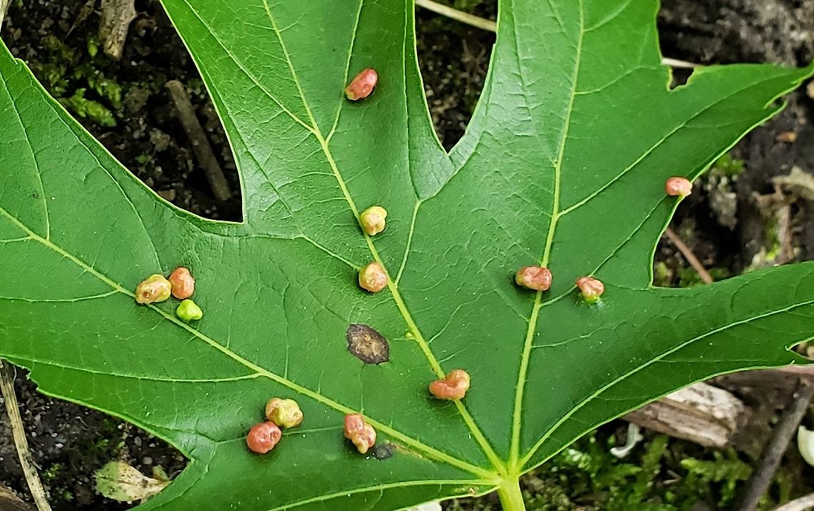 Maple Bladder-Gall Mite at Queenstown Park This is a picture of Vasates Quadripedes at Queenstown Park in Severn, Maryland. Geotagged,Maple Bladder-gall Mite,Spring,United States,Vasates quadripedes