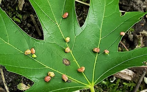 Maple Bladder-Gall Mite at Queenstown Park This is a picture of Vasates Quadripedes at Queenstown Park in Severn, Maryland. Geotagged,Maple Bladder-gall Mite,Spring,United States,Vasates quadripedes