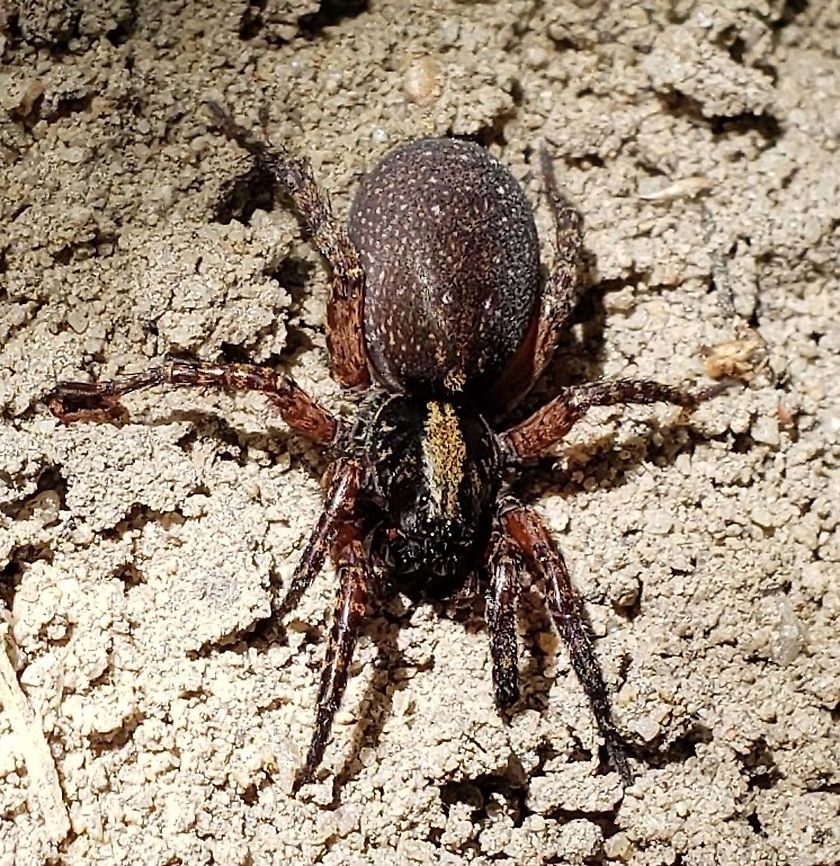 Trochosa sepulchralis This is a picture of a Trochosa sepulchralis in the woods near Route 100 in Maryland. Geotagged,Spring,Trochosa sepulchralis,United States