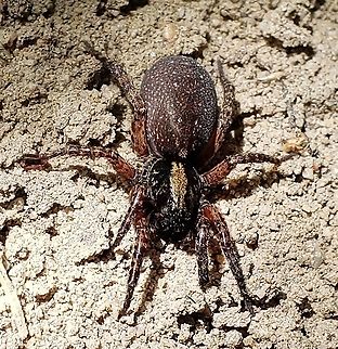 Trochosa sepulchralis This is a picture of a Trochosa sepulchralis in the woods near Route 100 in Maryland. Geotagged,Spring,Trochosa sepulchralis,United States