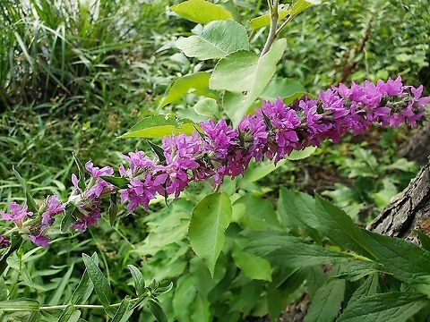 Lythrum Salicaria In Severn This is a picture of Lythrum Salicaria in the woods near Queenstown Park in Severn, Maryland. Geotagged,Lythrum salicaria,Spiked loosestrife,Summer,United States