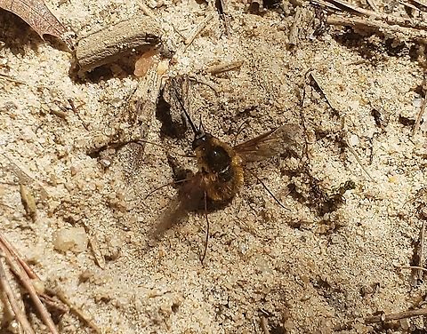 Bombylius major This is a picture of a Bombylius major at Queenstown Park in Severn, Maryland. Bombylius major,Geotagged,Spring,United States