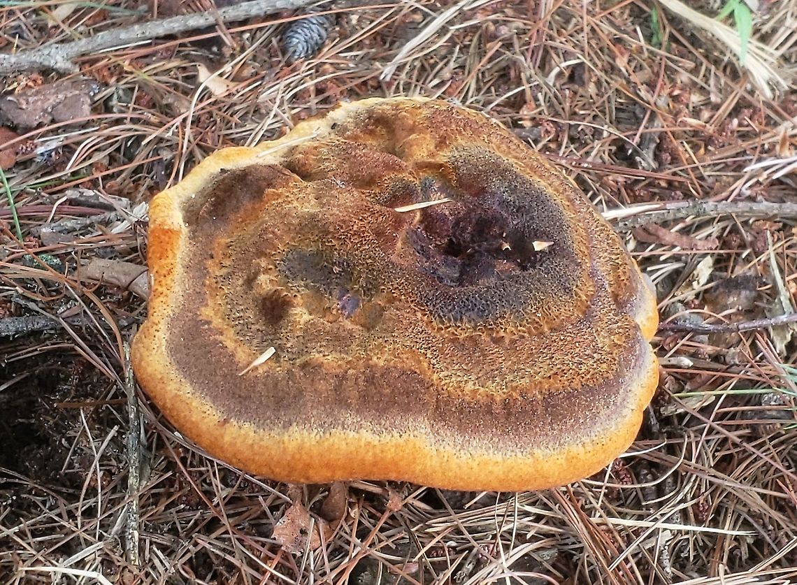Phaeolus schweinitzii At Kinder Farm This is a picture Phaeolus schweinitzii at Kinder Farm Park in Millersville, Maryland. Geotagged,Phaeolus schweinitzii,Summer,United States,Velvet-top fungus